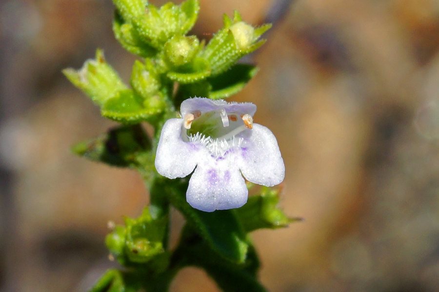 Clinopodium nepeta subsp. spruneri